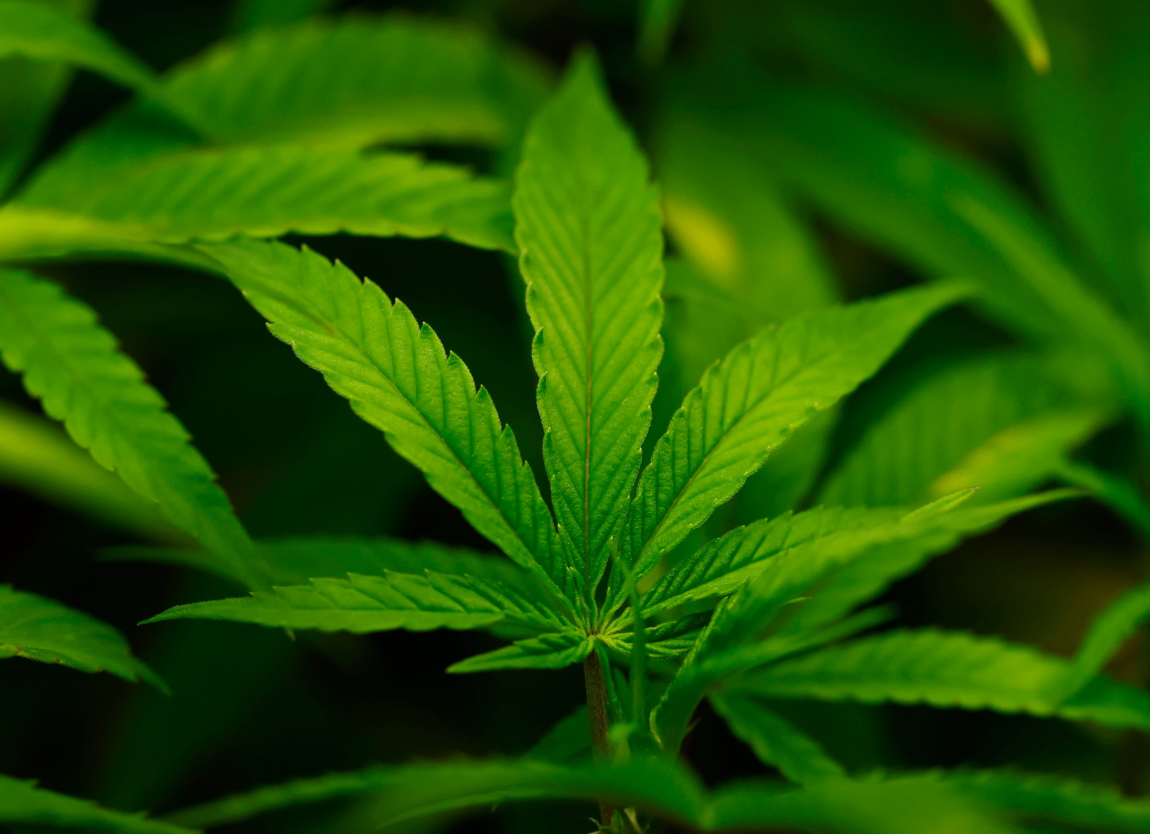 Federal Cannabis Reclassification Could Open Research Doors for Healthcare Sector